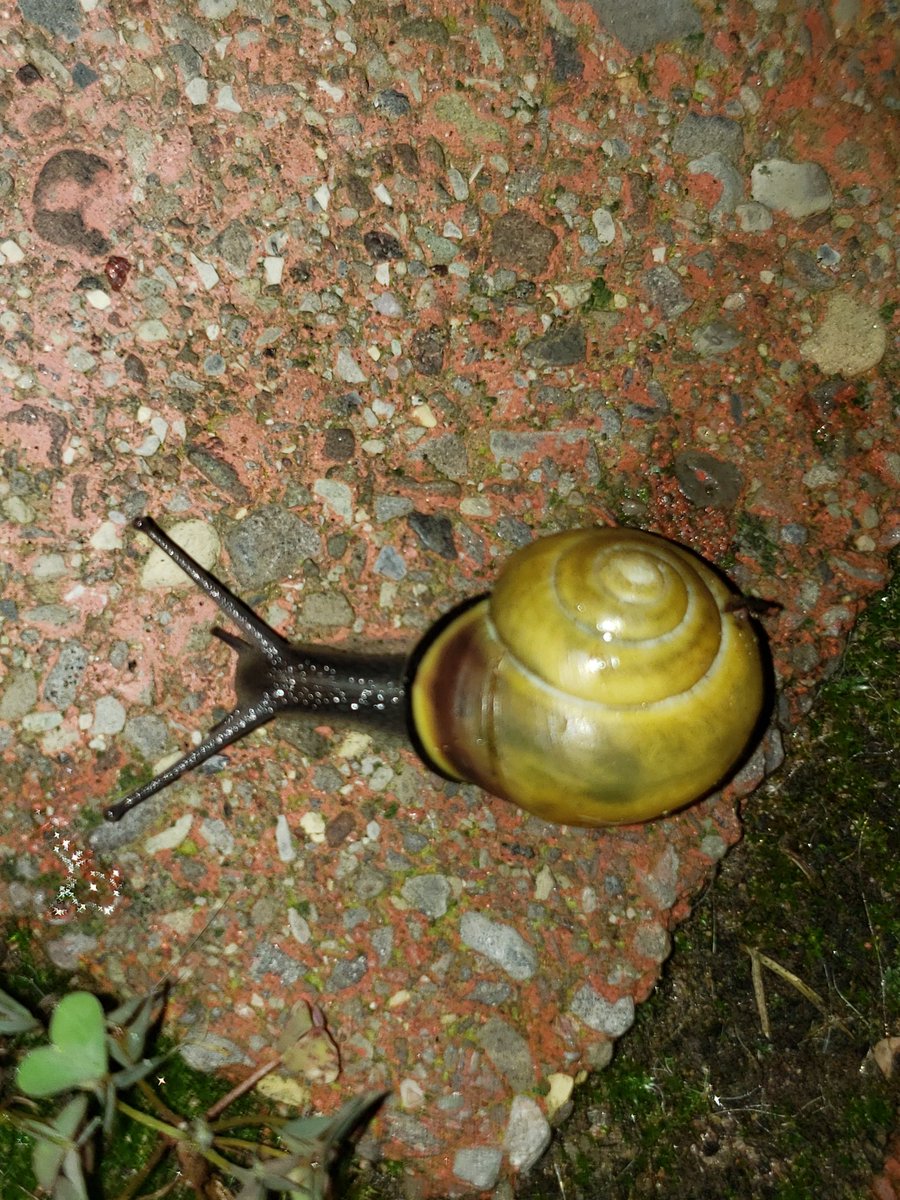 katievanmunster's tweet photo. Met some wild friends on the patio while letting the dogs out last night.
@WildGardenEarth 
#backyardbiodiversity #wildgarden #wildlife https://t.co/WFz5XF9jJx