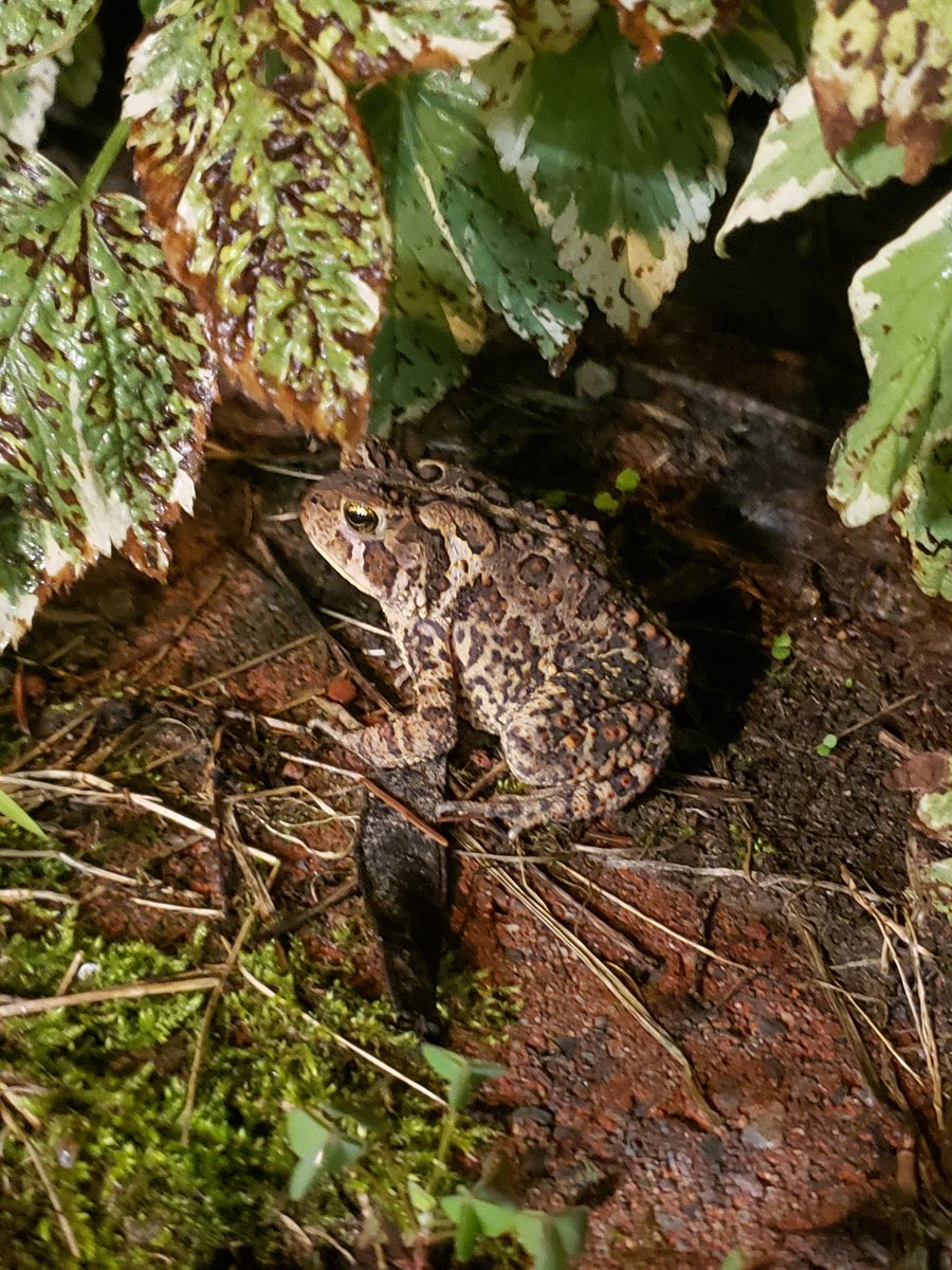 katievanmunster's tweet photo. Met some wild friends on the patio while letting the dogs out last night.
@WildGardenEarth 
#backyardbiodiversity #wildgarden #wildlife https://t.co/WFz5XF9jJx