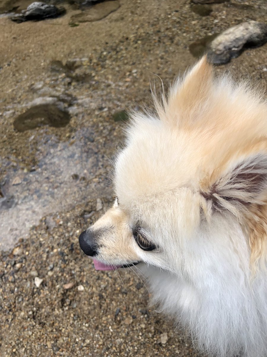 kai_pome's tweet photo. 川に行ってきた🐟 https://t.co/WehHAV9fBL