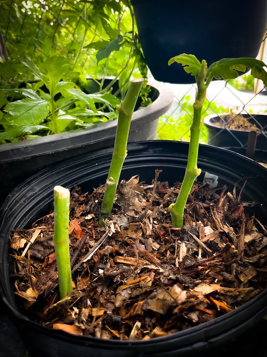 First fig cuttings are doing well so far.