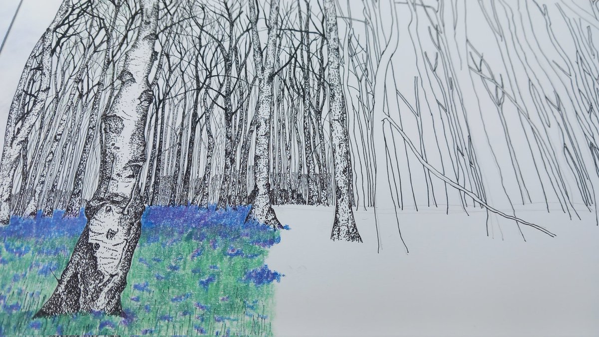 roblocksnapper's tweet photo. The bluebell wood is emerging https://t.co/vrjcGktu5U
