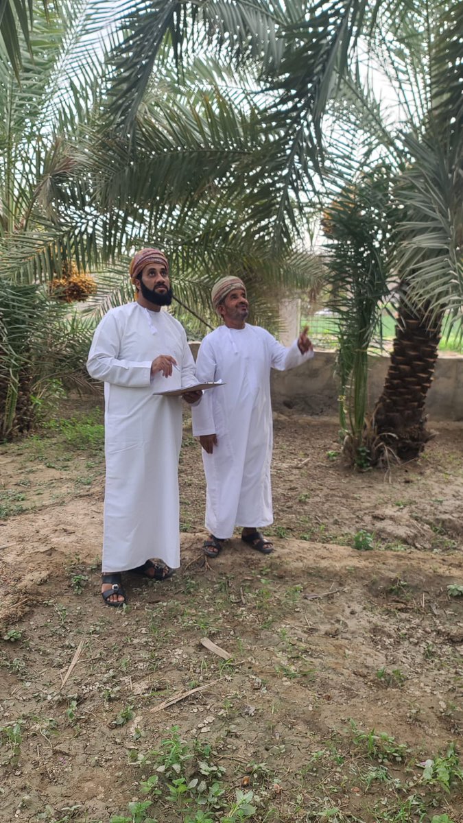YZakah's tweet photo. جانب من خرص الثمار ب قرية العلو.
حيث تم زيارة مزرعة لأحد المحسنين.
واللجنة على أتم استعداد لزيارة المزارع بالولاية بالتواصل مع رقم اللجنة 98250077 أو ممثلي القرى. https://t.co/IYxS606e8P