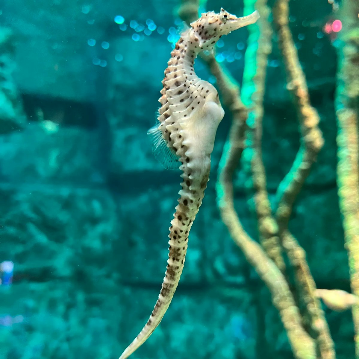middleme_net's tweet photo. Where is your Quiet Place?
The place that calms you down. 
Isolate the noise in your life. 
Rejuvenate your senses. 
Boost your confidence.
Fill you up with unimaginable joy.

For me, it’s underwater. 
I find so much peace in there and inside myself. https://t.co/X5z27jygR0
