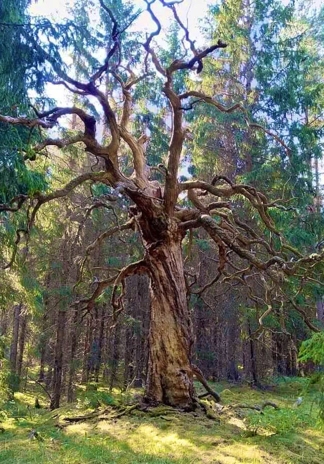 OaksofSweden's tweet photo. The lonely Oak of Ulvs Väsby https://t.co/OFfTFcEfbg