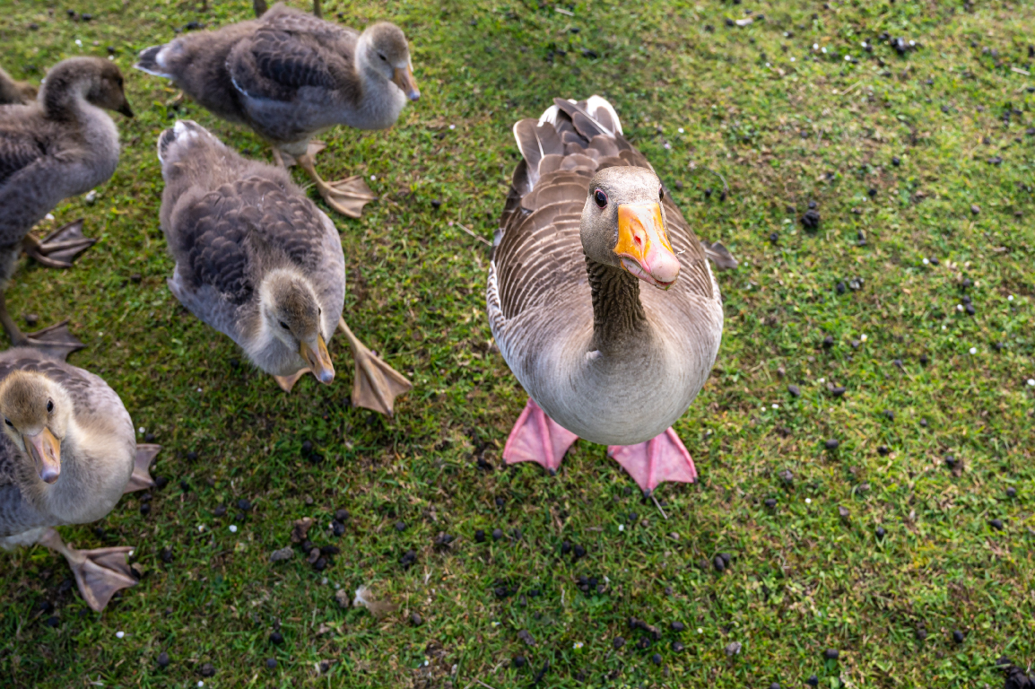 CDC Emerging Infections tweet media