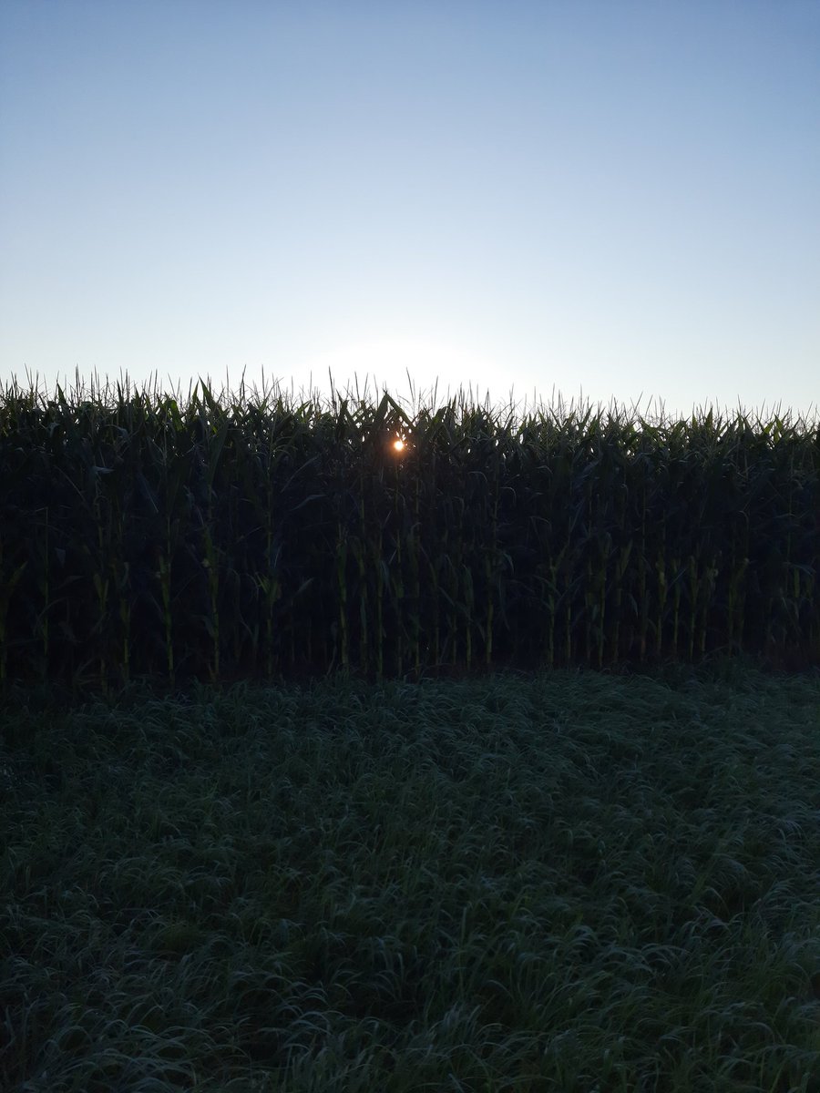 SAMOD2222's tweet photo. Would never want to live where corn don't grow. 12 Sunday farm field miles--the best! #running #countryrun https://t.co/4v5kjMAyVo