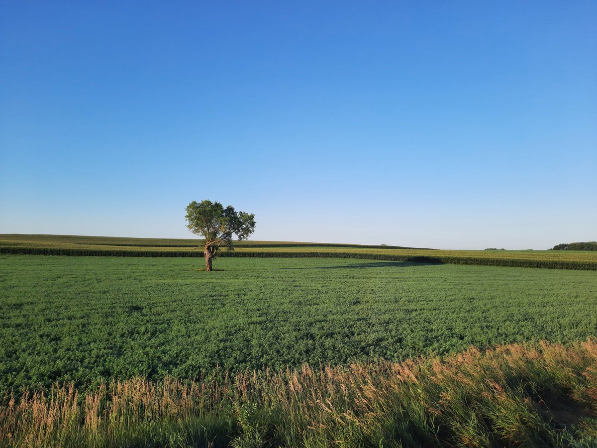 SAMOD2222's tweet photo. Would never want to live where corn don't grow. 12 Sunday farm field miles--the best! #running #countryrun https://t.co/4v5kjMAyVo