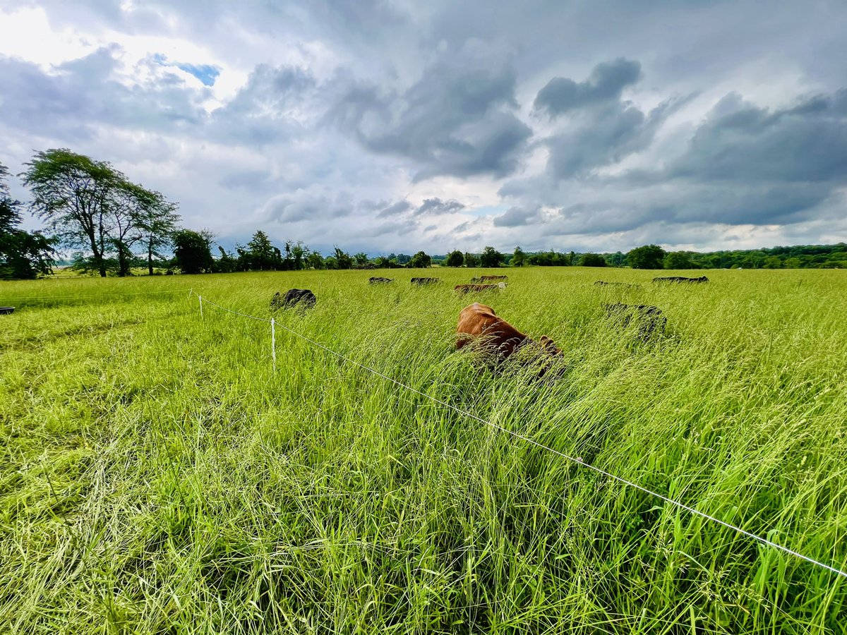 WholeFat's tweet photo. We at Fat Pastures Farm endorse @RobertKennedyJr for president. We are a small, independent food producer in northeast Ohio. 

We practice holistic, organic, regenerative cattle grazing for the good of the soil, the land, the animals, and our local community.

#Kennedy24

🐄🌱🇺🇸 https://t.co/7vnxj2gPvu