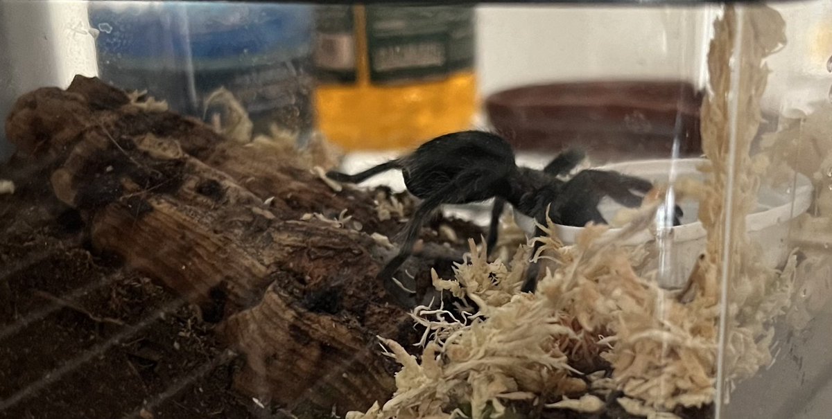 MikeVale2's tweet photo. Young Grammostola pulchra #Tarantula taking a drink from her water dish. https://t.co/TucC9KpJLk