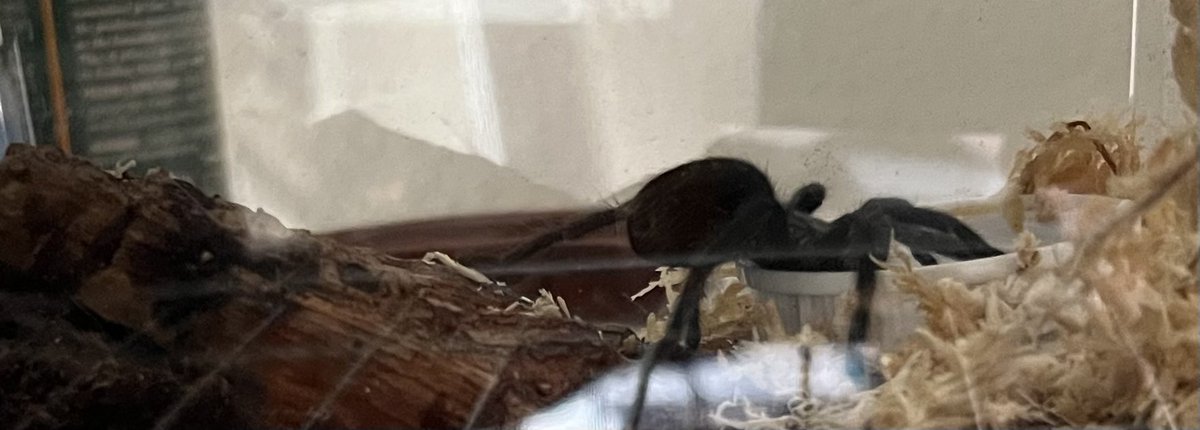MikeVale2's tweet photo. Young Grammostola pulchra #Tarantula taking a drink from her water dish. https://t.co/TucC9KpJLk