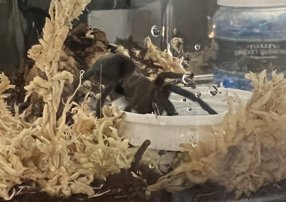 MikeVale2's tweet photo. Young Grammostola pulchra #Tarantula taking a drink from her water dish. https://t.co/TucC9KpJLk