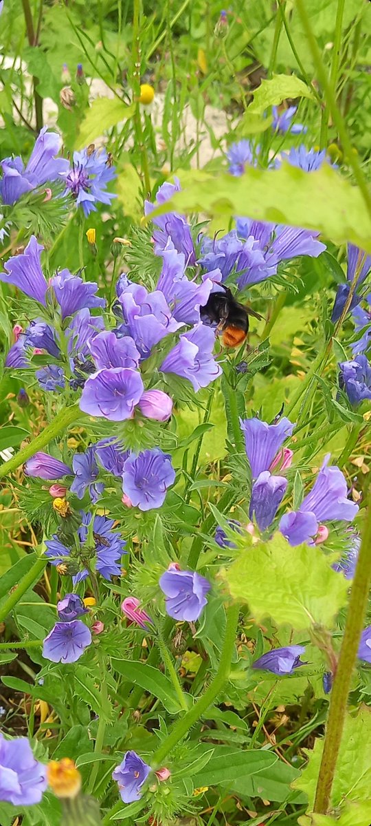 AlisonRoseScott's tweet photo. A corner of rough ground at the farmyard turned into a wildflower garden - a bit patchy but very happy with it for the 1st year. Plenty of bees and more flowers still to bloom! #agriculture #environment https://t.co/I5r4fTnZz3