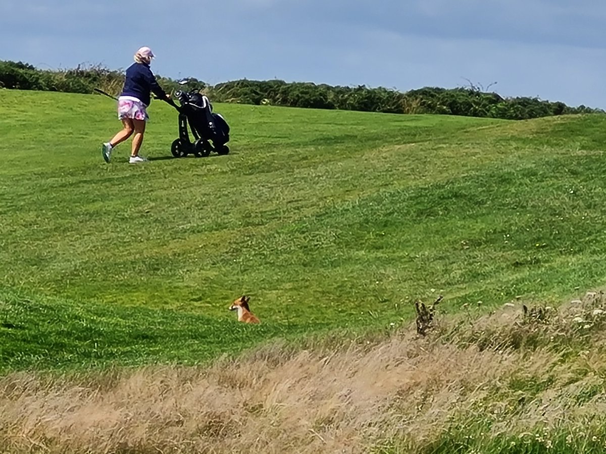 Fergusonuna's tweet photo. Our wee friend from the 14th at Ardglass GC back again but sitting enjoying the ladies play on Ladies Captains Day ❤ https://t.co/usrhz4O1NY