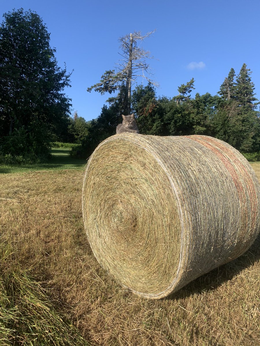Another beautiful sunny day in the Cove! #dusty #fortunecovetravels #pei
