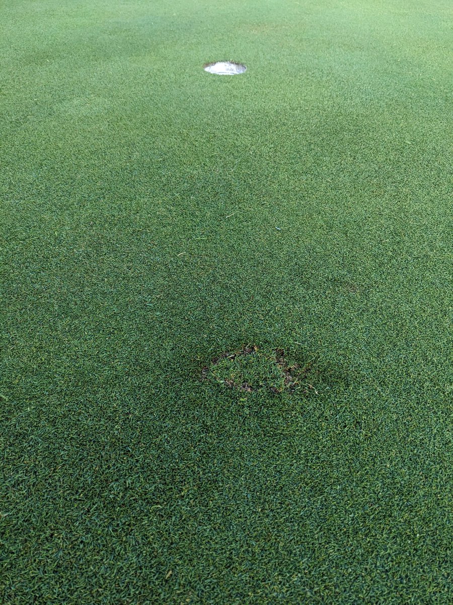 At least they replaced the divot after missing the putt.
