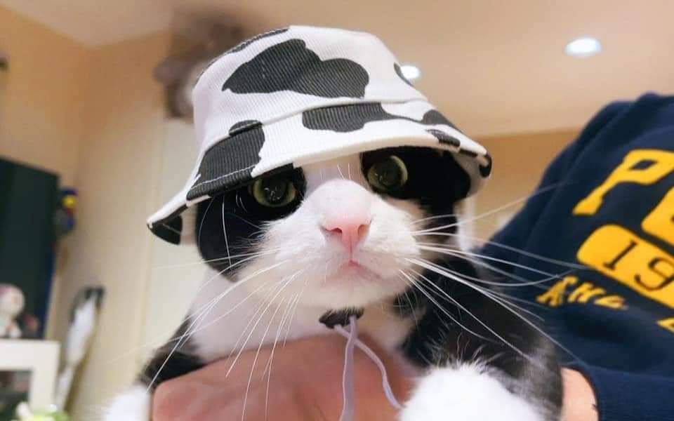 Why you should have a cat tweet media