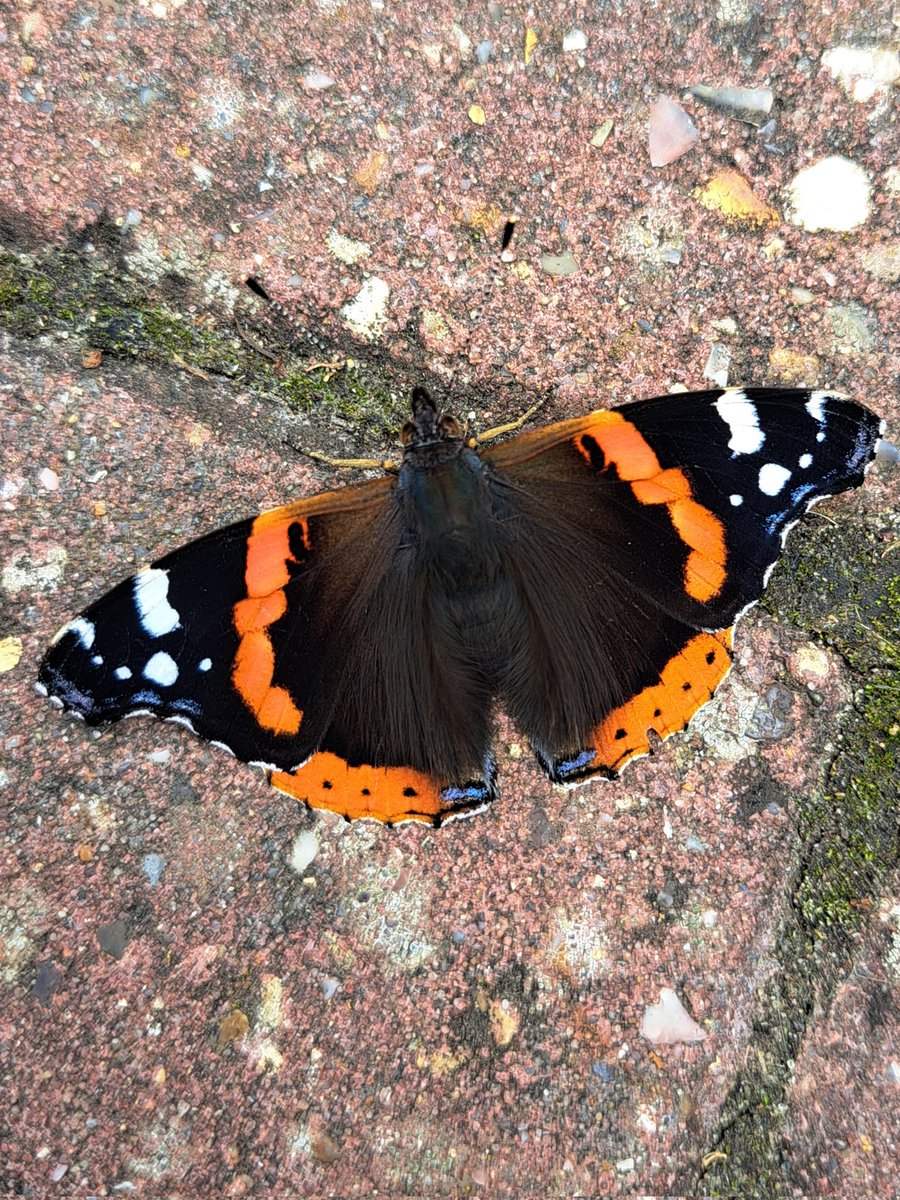 The most perfect red admiral butterfly. I've never noticed the bright blue bits before.  #TwitterNatureCommunity
