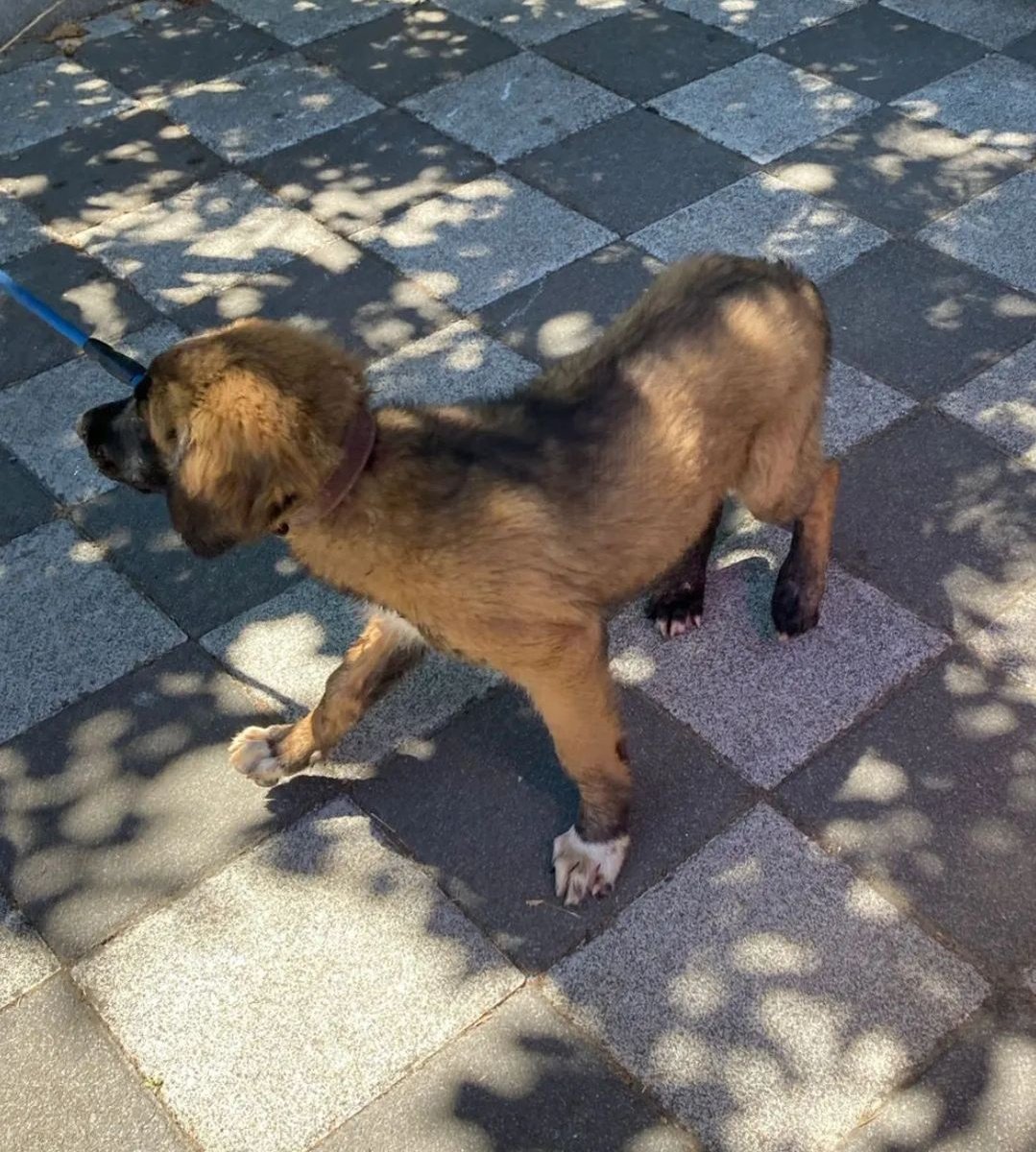 trafik kazası geçiren bu bebek hayata tutunmuş. ancak travma sebebiyle sokakta yaşaması zor olacak. yarın taburcu oluyor. acil bir yuva bulmalıyız.. hep birlikte 🙏

irt: 0 535 286 79 34

#acilyuva
#yuvaaranıyor
