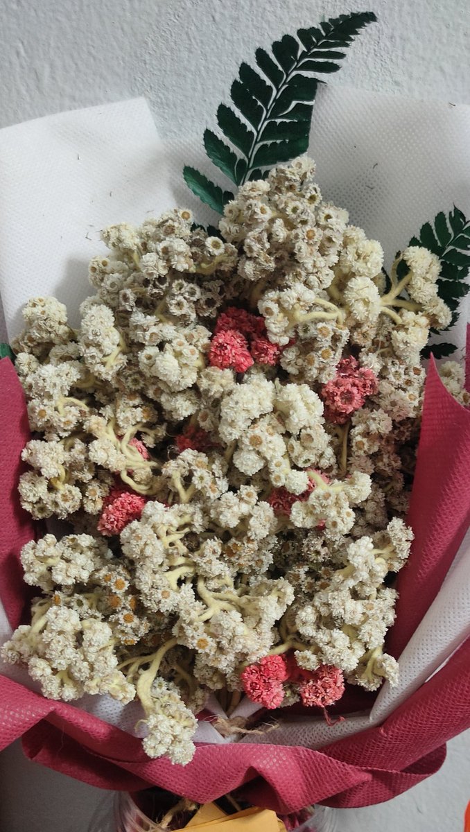 NSvanaIlusionEdR tweet media