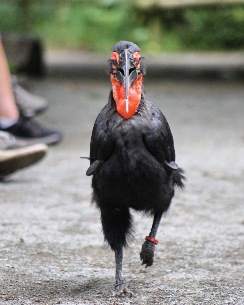 Strut your stuff Thor, turning catwalk into birdwalk