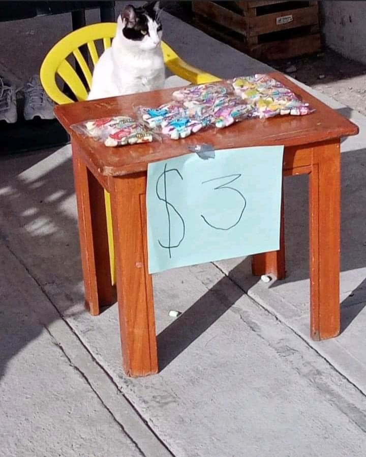 CatWorkers's tweet photo. Me selling my silly little twitter subscriptions. https://t.co/S4Gk0KnuVp