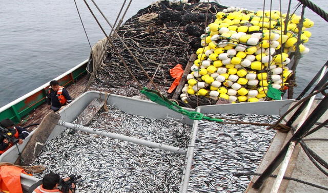 RedPAS2023's tweet photo. La Resolución Ministerial 252-2023-PRODUCE dispone la ejecución de la pesca exploratoria del recurso anchoveta (Engraulis ringens) y anchoveta blanca (Anchoa nasus) que empezará el 3 de agosto por un periodo de 10 días calendario.
Link:
https://t.co/92LqPE0X23
Foto: Andina https://t.co/LVKsmTnmne
