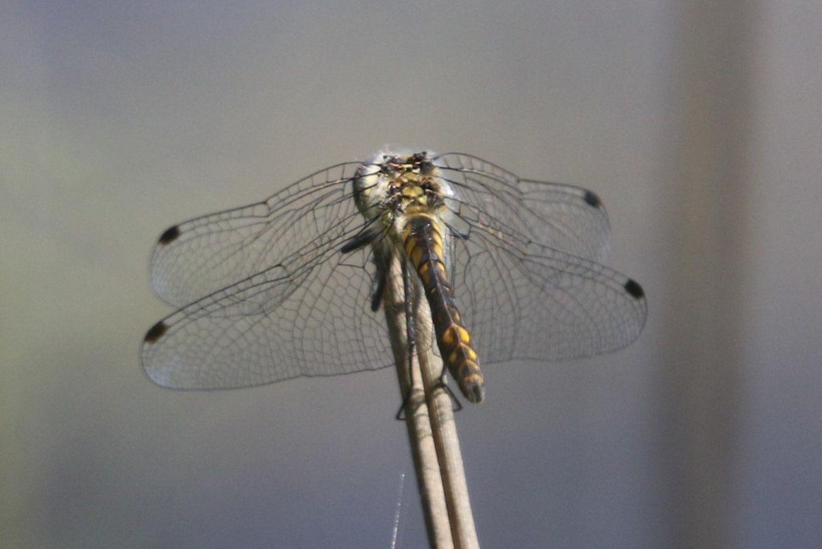 Black Darter