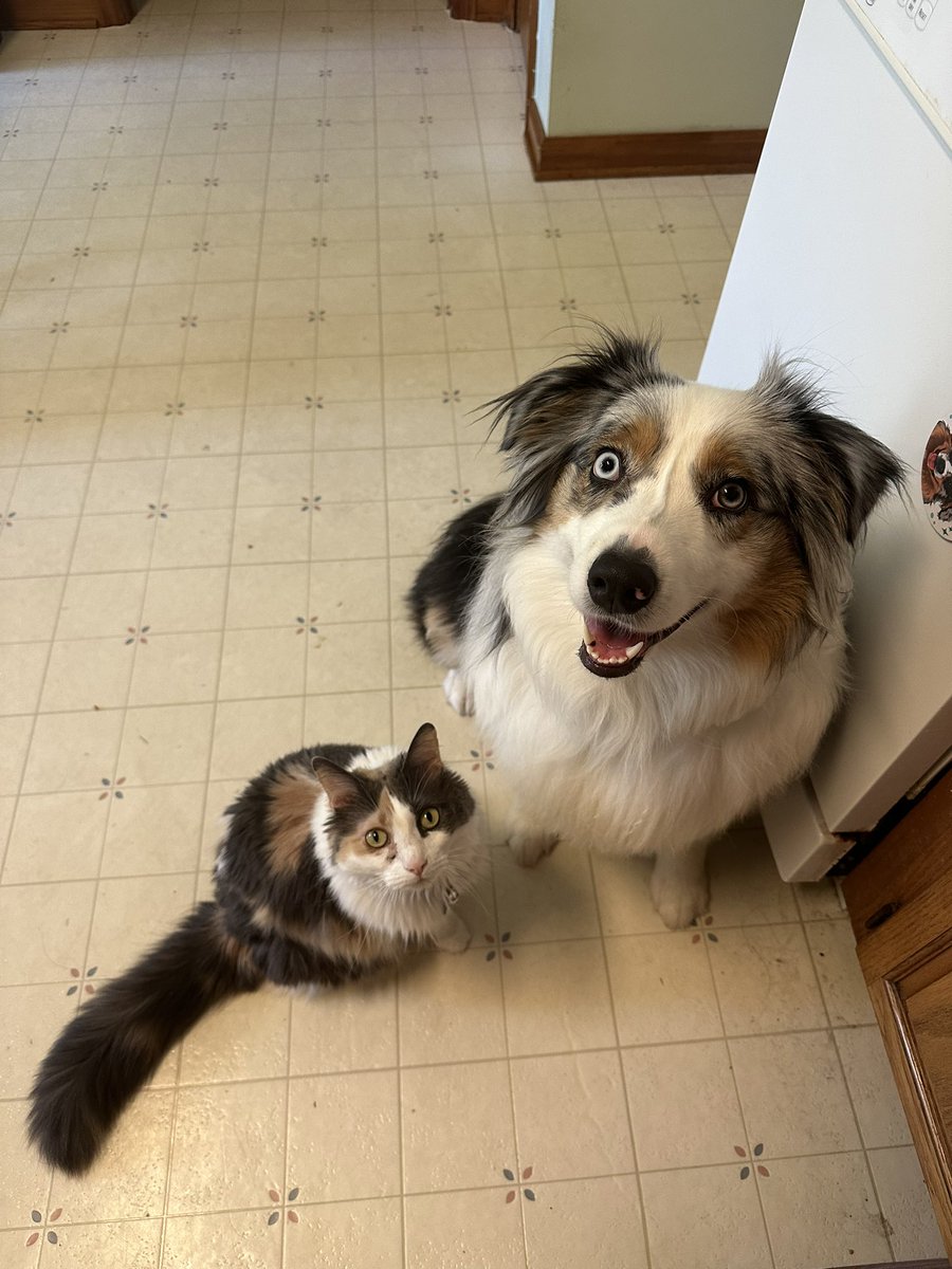 sapphiremae_'s tweet photo. It took Sapphire a while to warm up to Skye but treats were the one thing that always unified them. https://t.co/vYQCKRpU3J