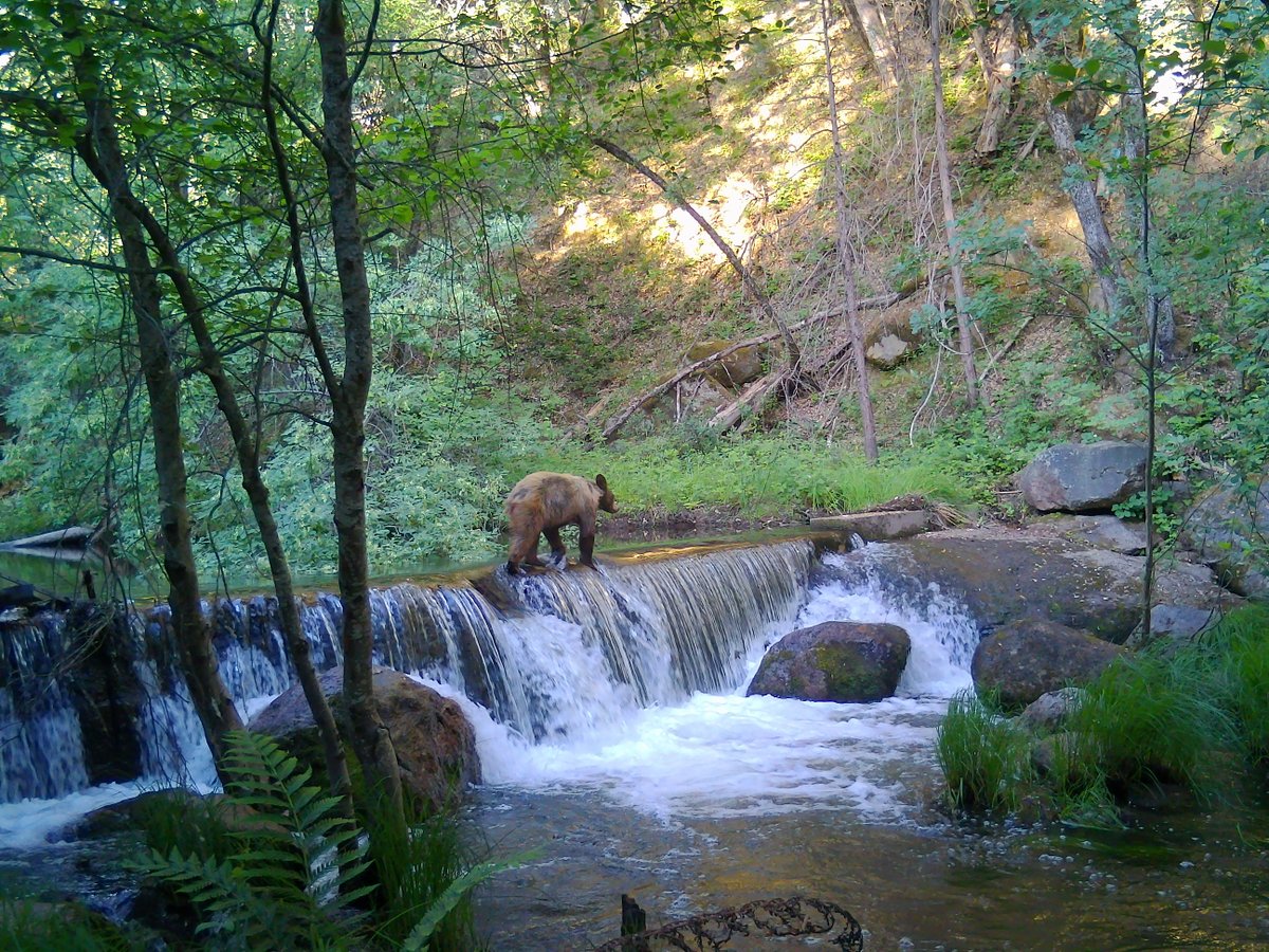 The set is all dialed in! Hoping for some shots of more animals braving the crossing once the water calms down a smidge.