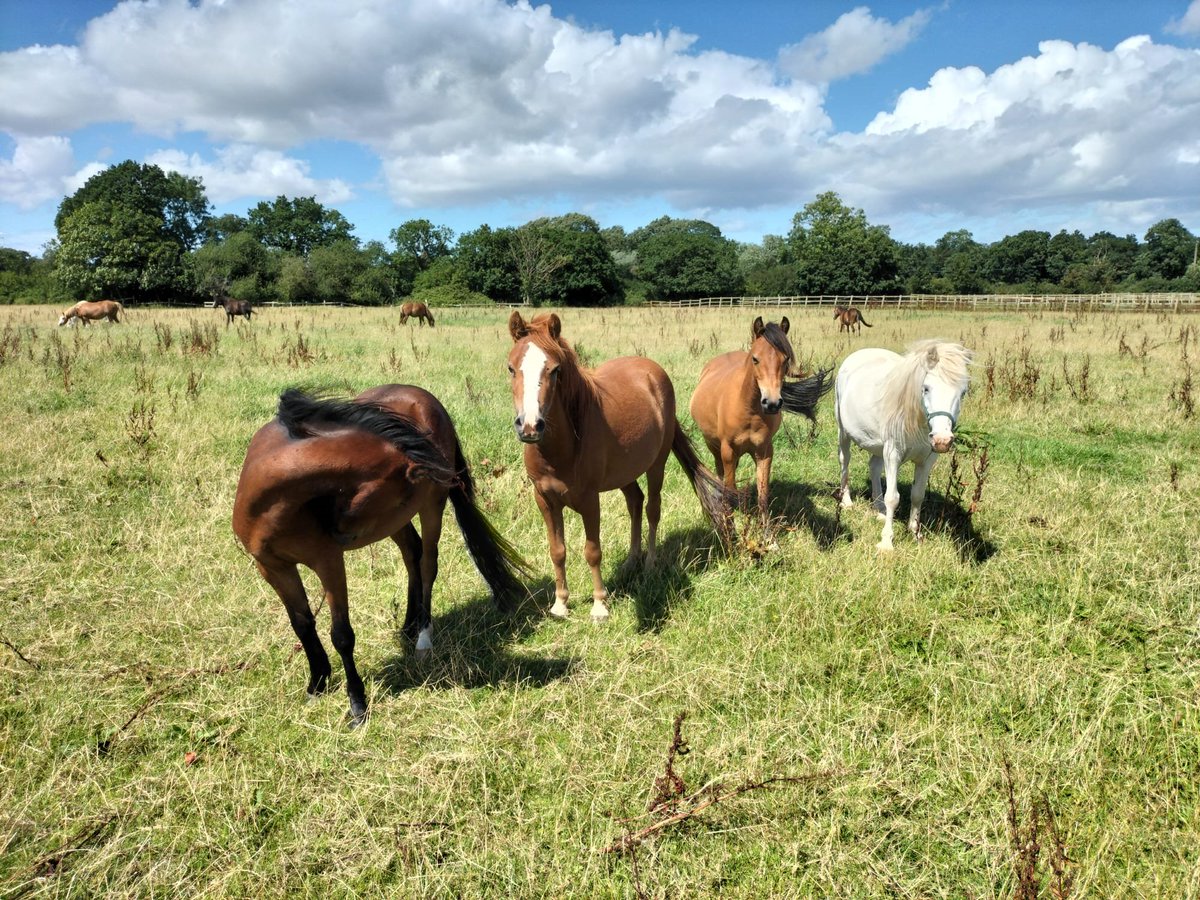 Tony Heather Benjamin and Blodwyn
#horserescue