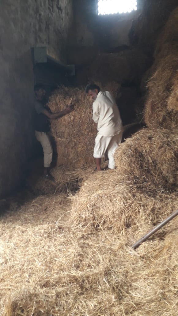 જૂનાગઢમાં થયેલ ભારે વરસાદ થી અસરગ્રસ્ત ગામોના ખેડૂતો/માલધારીઓને ઘાસચારાનું વિતરણ હાલ જિલ્લા વહીવટી તંત્ર દ્વારા કરવામાં આવી રહ્યું છે.
 <a href="/PMOIndia/">PMO India</a> <a href="/HMOIndia/">गृहमंत्री कार्यालय, HMO India</a> 
<a href="/CMOGuj/">CMO Gujarat</a> <a href="/RaghavjiPatel/">Raghavji Patel</a> 
<a href="/Manish_guj/">Manish Bhardwaj</a> <a href="/AlokPandey_IAS/">Alok Pandey IAS</a> 
<a href="/InfoGujarat/">Gujarat Information</a> @JunagadhGog 
<a href="/revenuegujarat/">Revenue Dep. Gujarat</a>