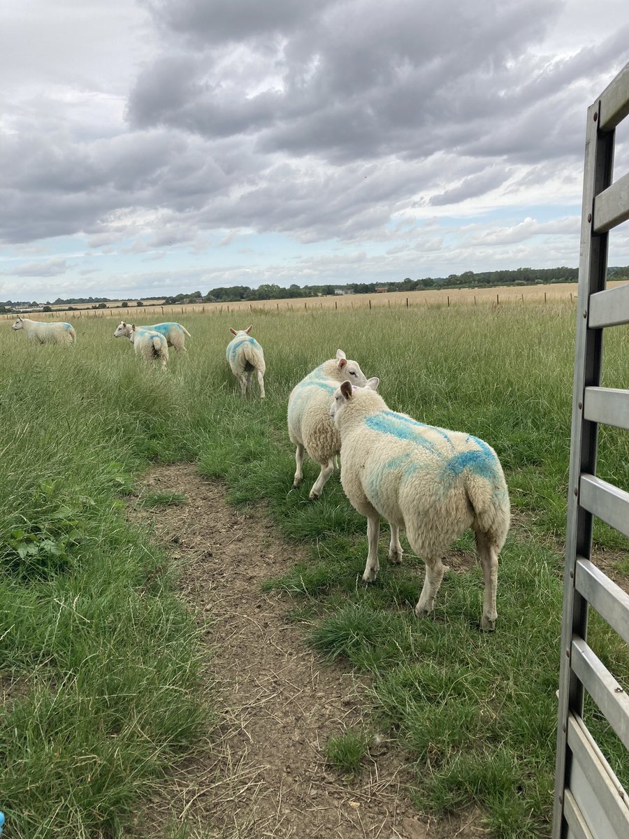 Same Field one year apart !
Could do with the weather being somewhere in between the drought of summer 2022 and the Wet of summer 2023