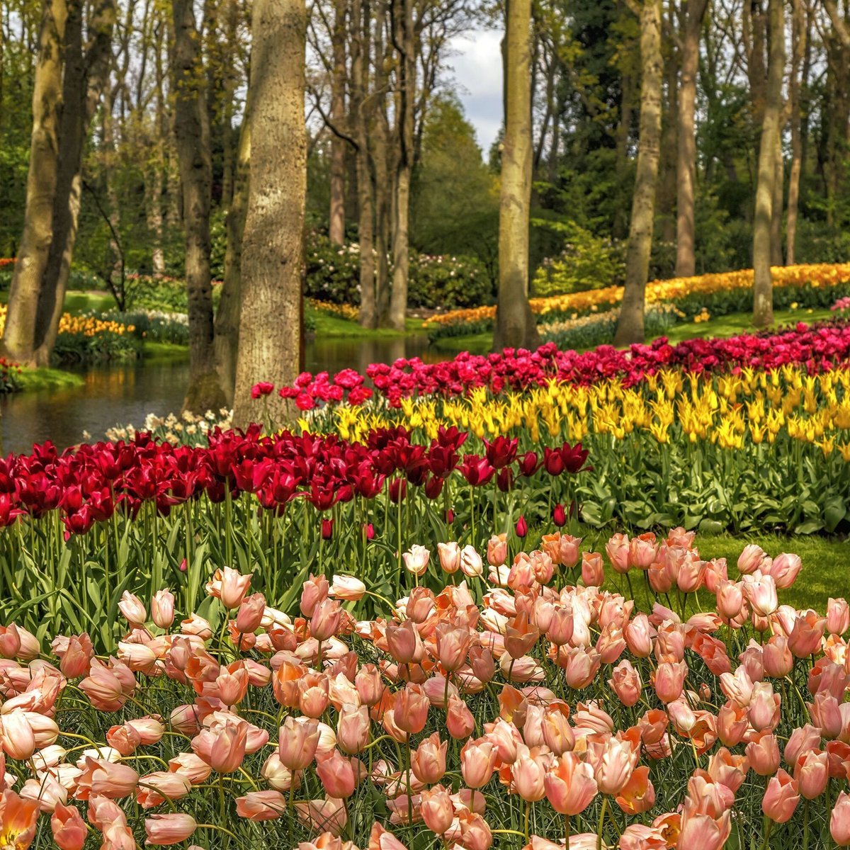 fishnure's tweet photo. The world's largest flower garden is the Keukenhof Gardens in the Netherlands, which features over 7 million tulips

Get 10% off your first order with code :   FIRSTFISHNURE

#fertilizer #gardening #plants #fruits #vegetables #green #organic https://t.co/qhacv0CQPV