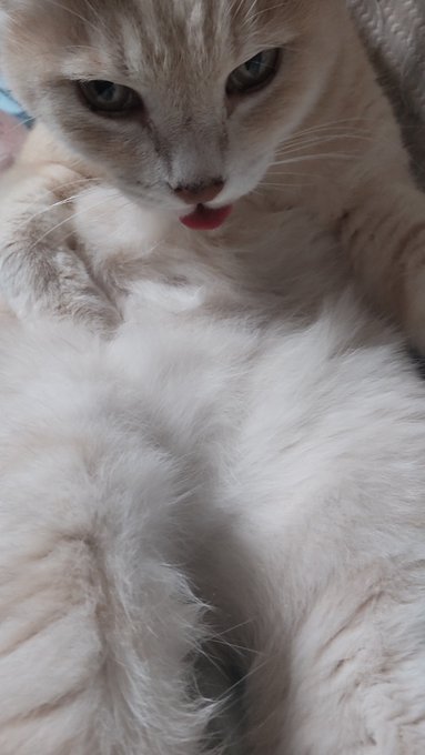 うちのキャッティ

黒いおヒゲが一本あったけど、抜けたらしくて、なくなってた 