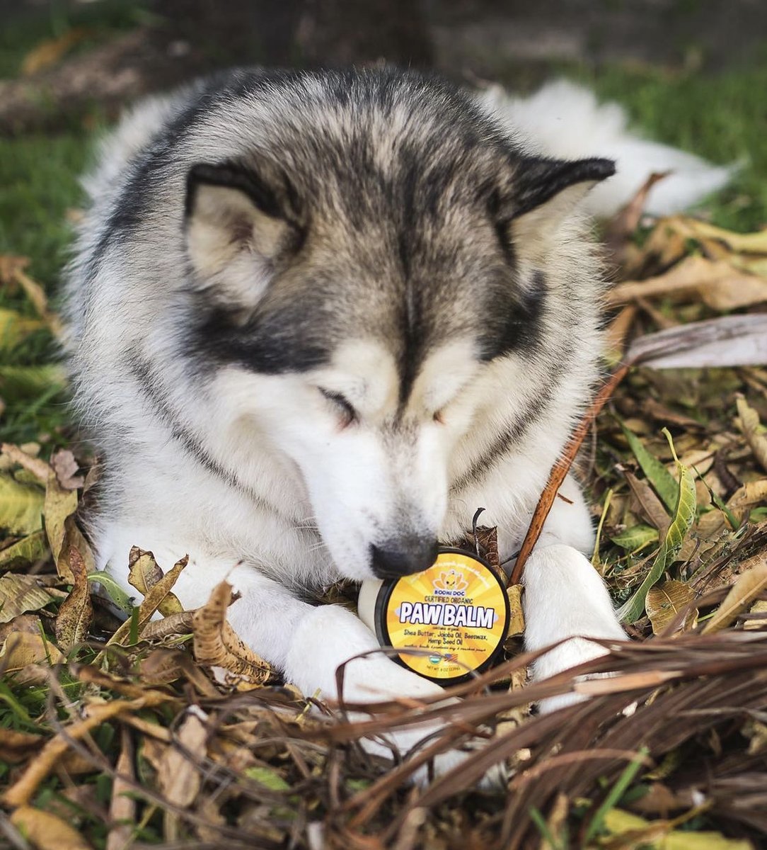 The_Bodhi_Dog's tweet photo. 🐾 Treat your pet to soft and smooth toe beans with our Paw Balm! @themalamutepack tested and approved! ✅ 

https://t.co/ipjLJAnWMQ https://t.co/NtFvALOOrX