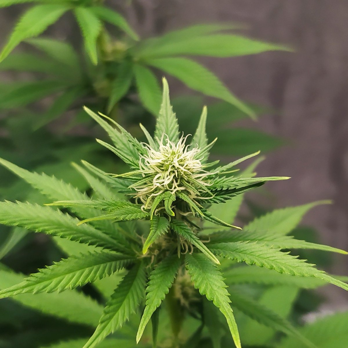 StephandjoG's tweet photo. Sweet Skunk from @sweetseeds_es 
Third week of flowering.
Interesting things are about to come 😁👍 https://t.co/jB3PWKlvz5