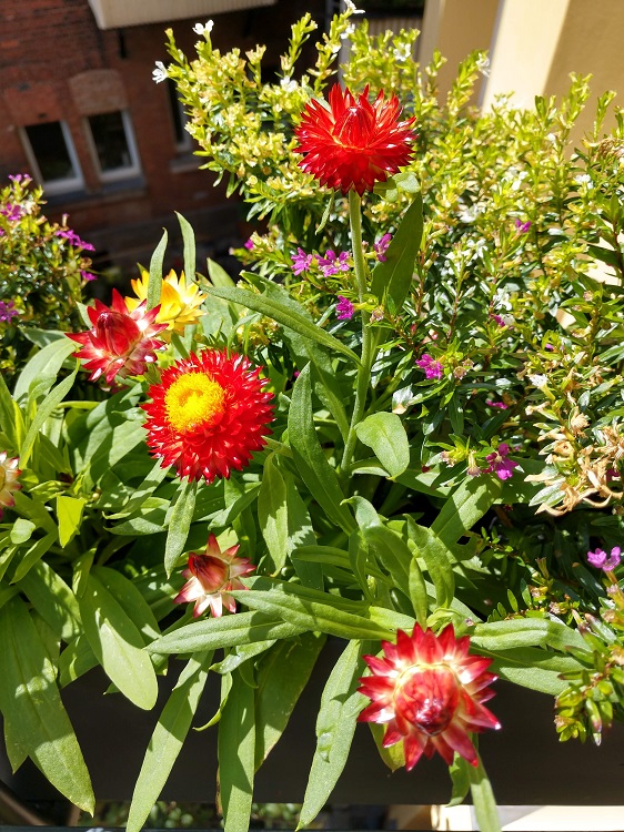 CiaoNico's tweet photo. Während einer #Regenpause 😉... Nach dem #Regen leuchten die #Blumen wunderschön 🌺 https://t.co/iP4H0SeyCB