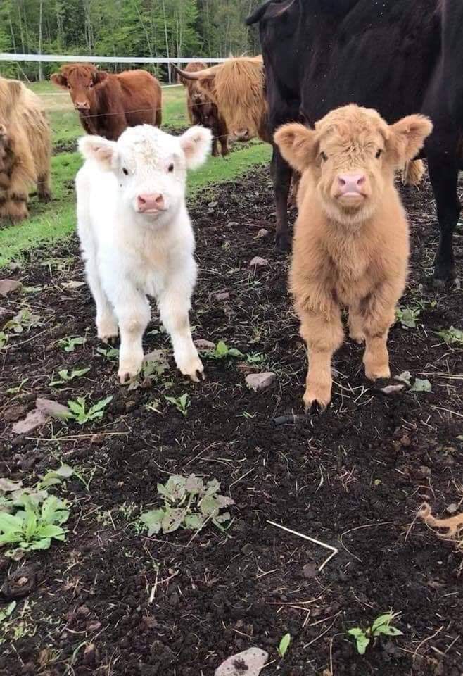 cowofusa's tweet photo. how cute these are? https://t.co/4GuAuwzDZc