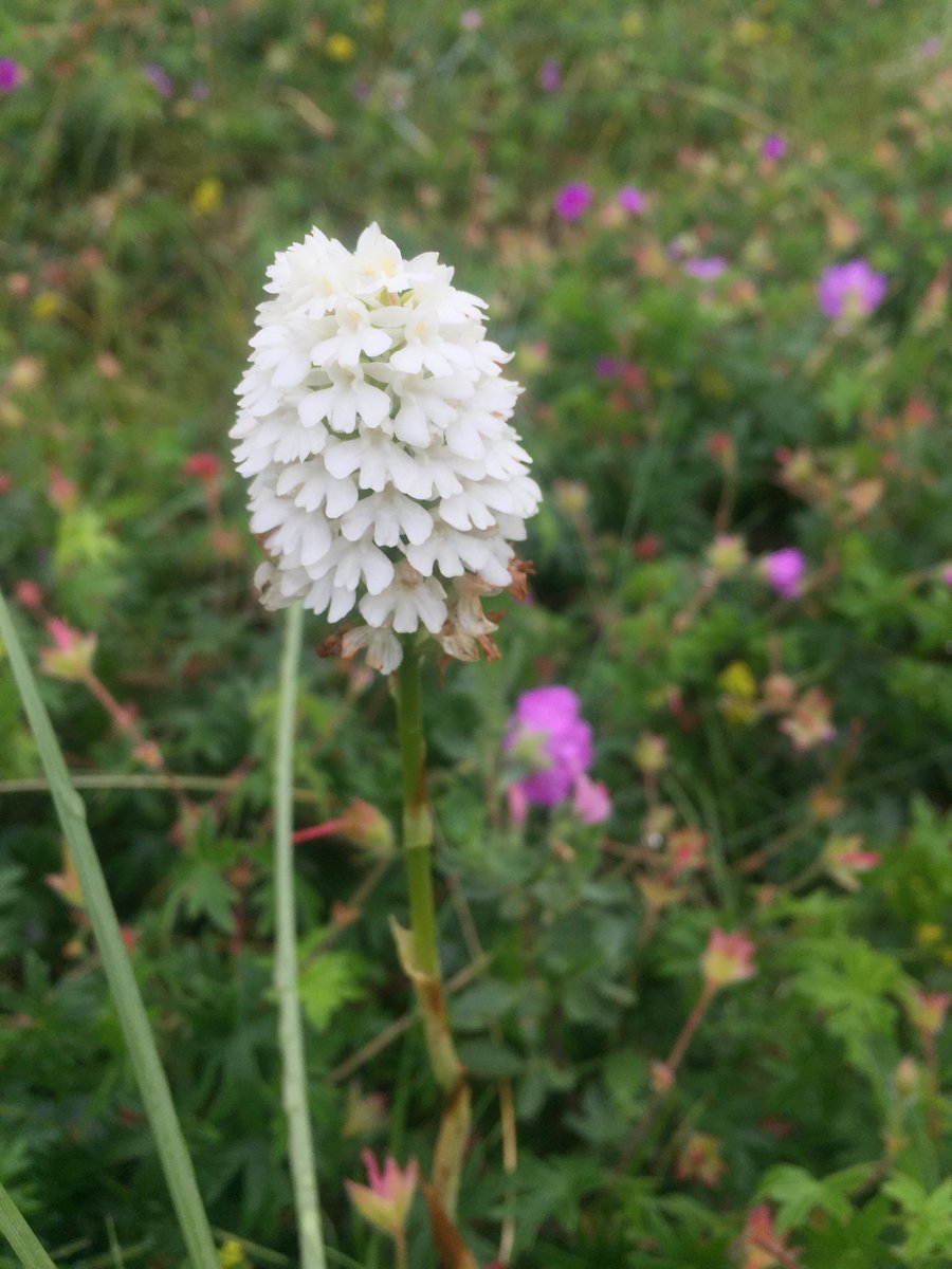 emptysmith's tweet photo. Old pics of #WhiteForms from the magnificent Hart dunes, on the coast at Crimdon Dene - Pyramidal Orchid, Harebells and Common Restharrow. @BSBIbotany @wildflower_hour #wildflowerhour https://t.co/z8YqR9hdVz