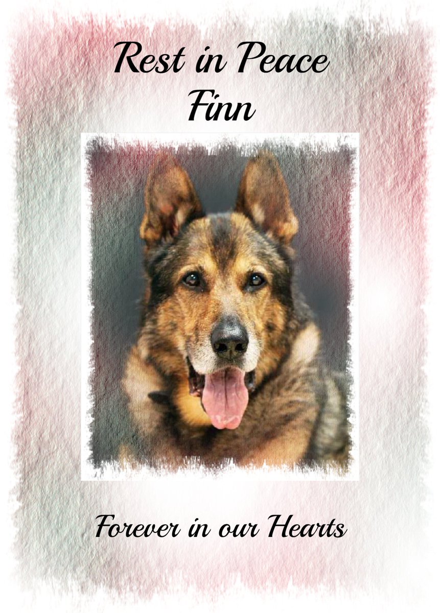 <a href="/ThinBluePaw/">Thin Blue Paw Foundation</a> Fabulous Finn will never be forgotten. RIP sweetheart