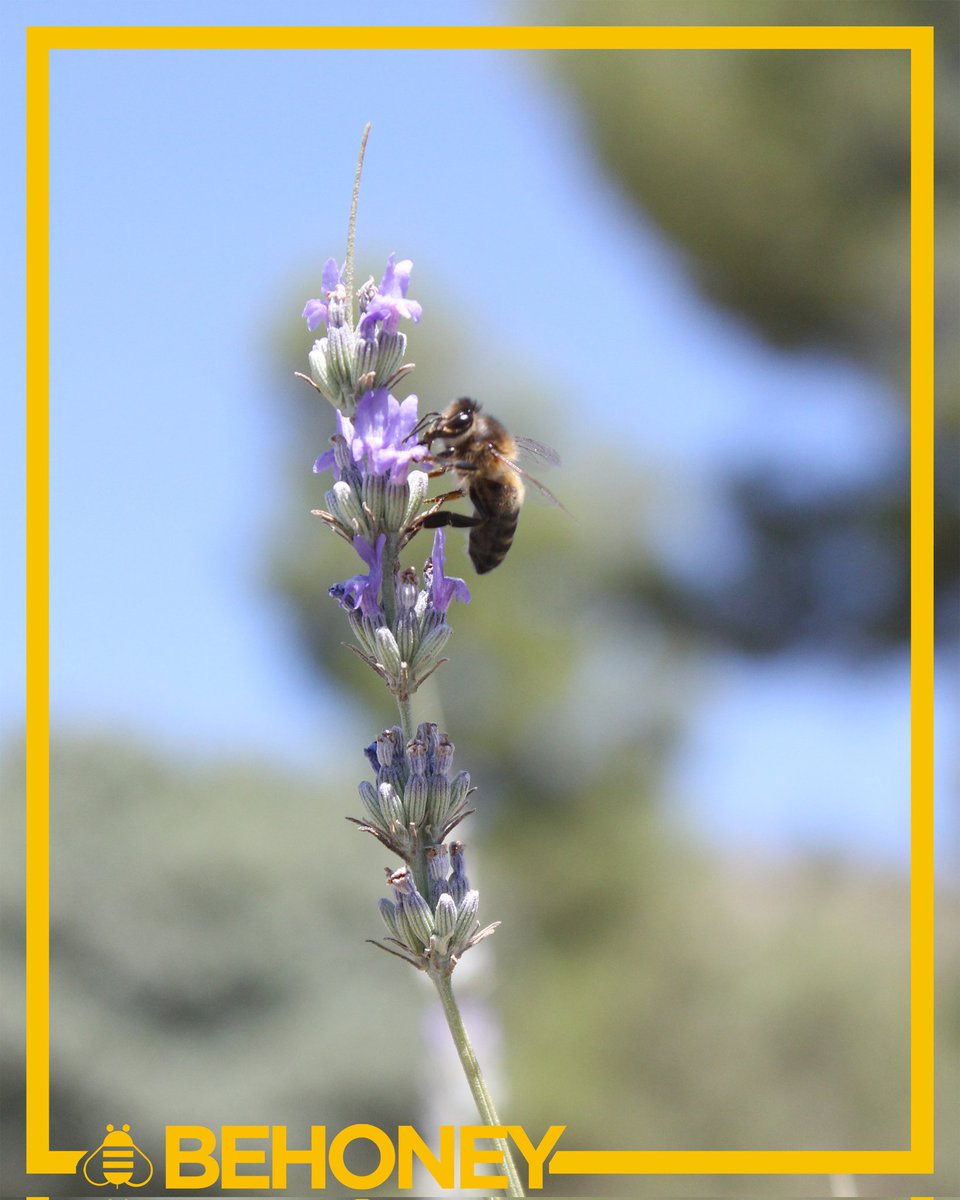 🐝🌸 ¡El incansable vuelo de nuestras abejas en busca del néctar más dulce! 🍯💛
Las abejas visitan alrededor de 5 Millones de flores para obtener 1Kg de miel cruda.
En BeHoney cosechamos la única miel cruda con Sello de Calidad Agroalimentaria otorgado por la Región de Murcia