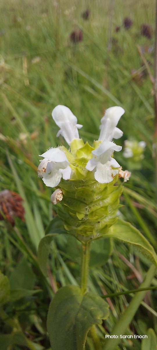 The white forms of viper's bugloss and self heal seen recently. #wildflowerhour #whiteform #NorthWalesCoast
