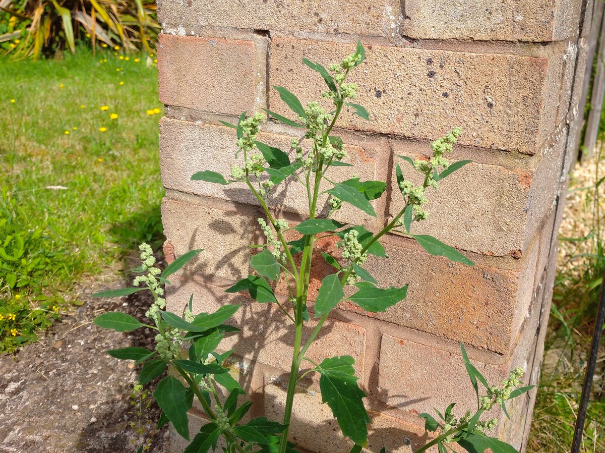 A plant with many names - lamb's quarters, white goosefoot, fat hen, looking splendid by a garden wall. #wildflowerhour