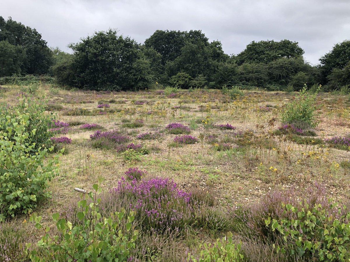 Bell heather, Erica cinerea, and heather, Calluna vulgaris, are recolonising Hounslow Heath, helped by shrub clearance and the removal of topsoil. Lots of bumble bees #wildflowerhour <a href="/BSBIbotany/">BSBI: Botanical Society of Britain & Ireland</a>