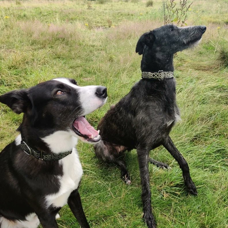 BlackrockRosie's tweet photo. https://t.co/MbVkBKtnCh
#deerhoundsofinstagram
#lurchersofinstagram
#martingale #deerhound #martingaledogcollar #deerhound #lurcher #huskycross #dogsofinstagram
#celticdogcollars
#dogcollarsforsale https://t.co/oqDuCjdfgQ