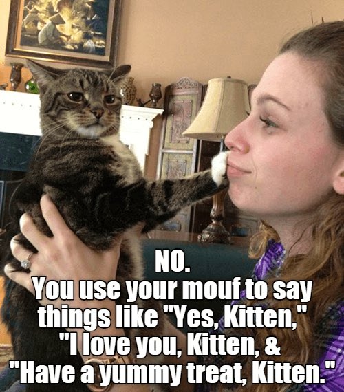 "Mad Cat" Cattis tweet media