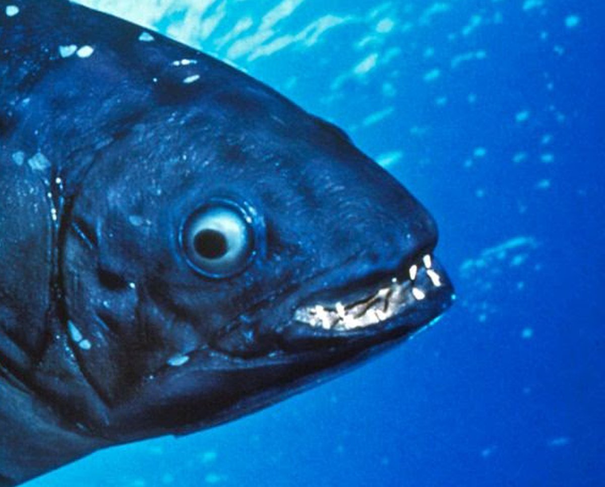 acme01's tweet photo. Coelacanth with the side eye https://t.co/PDQxIjXVRW