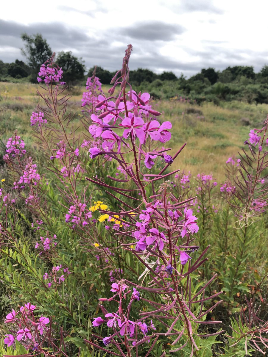 Rosebay willowherb in great billowing stands on Hounslow Heath #wildflowerhour