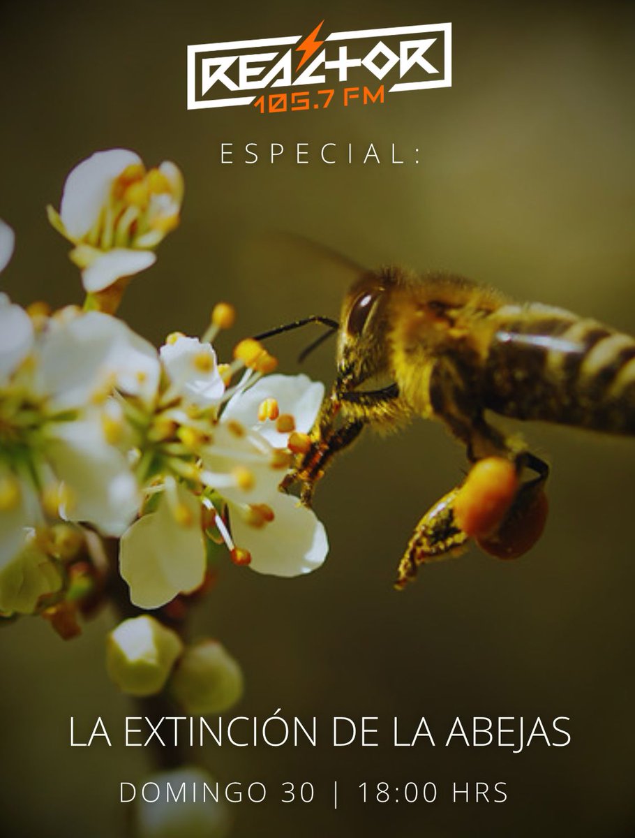 Reactor105's tweet photo. #LiberaLaReacción que los alerta sobre la posible extinción de las abejas desde ahora y hasta las 19 horas.

Chequen todos los detalles en esta repetición de los especiales de Reactor. ¡Comenzamos! 😱🐝 https://t.co/vriTWrbfvj