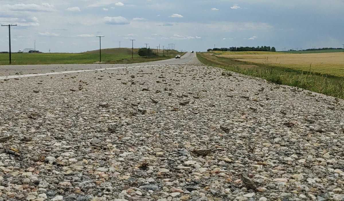 Greg Johnson (@tornadogreg) on Twitter photo The plague of grasshoppers in Southwest Saskatchewan is on another level this year. #skstorm #Canada <a href="/weathernetwork/">The Weather Network</a> The plague of grasshoppers in Southwest Saskatchewan is on another level this year. #skstorm #Canada <a href="/weathernetwork/">The Weather Network</a>